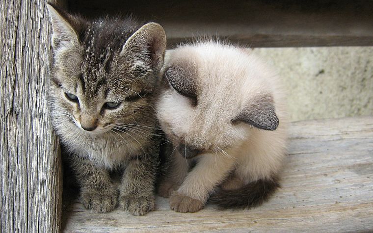 cats, animals, kittens - desktop wallpaper