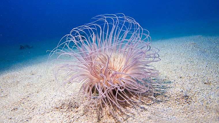ocean, sea anemones, underwater, sealife, sea - desktop wallpaper