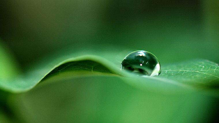 nature, leaves, water drops, macro, depth of field, dew - desktop wallpaper
