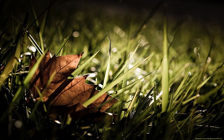 nature, leaf, autumn, grass, seasons, maple leaf - desktop wallpaper