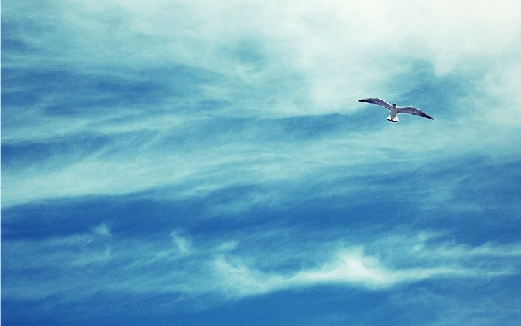 clouds, birds, skyscapes - desktop wallpaper