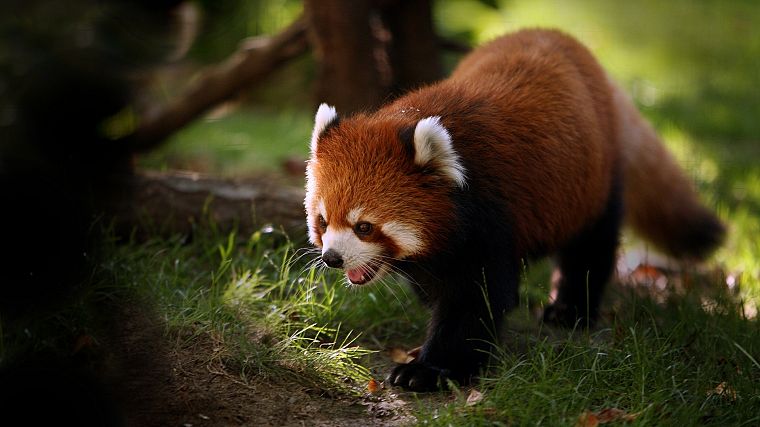 animals, outdoors, red pandas - desktop wallpaper