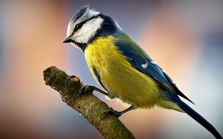 birds, blue tit - desktop wallpaper