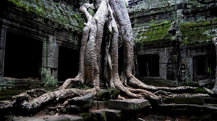 nature, trees, Cambodia - desktop wallpaper