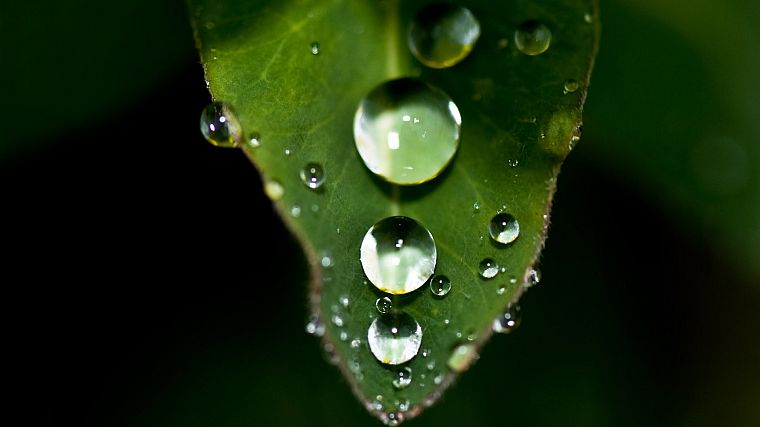 nature, leaves, plants, water drops, macro - desktop wallpaper