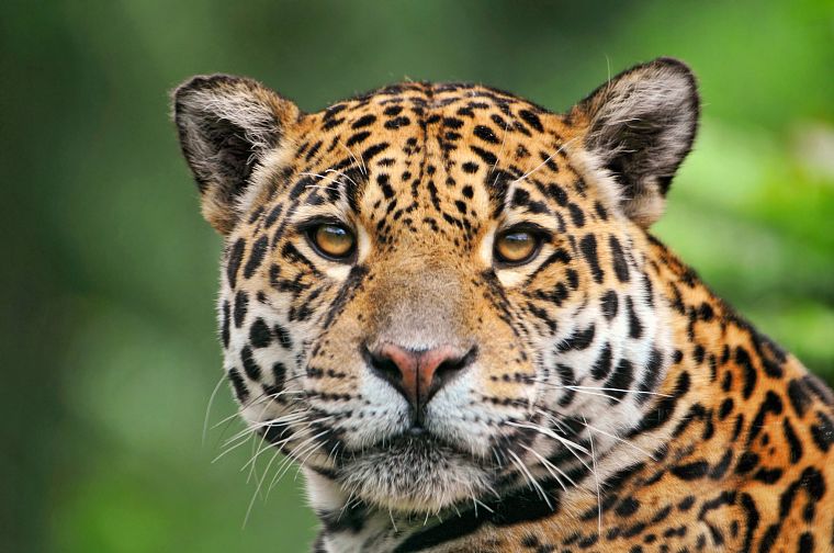 animals, leopards - desktop wallpaper