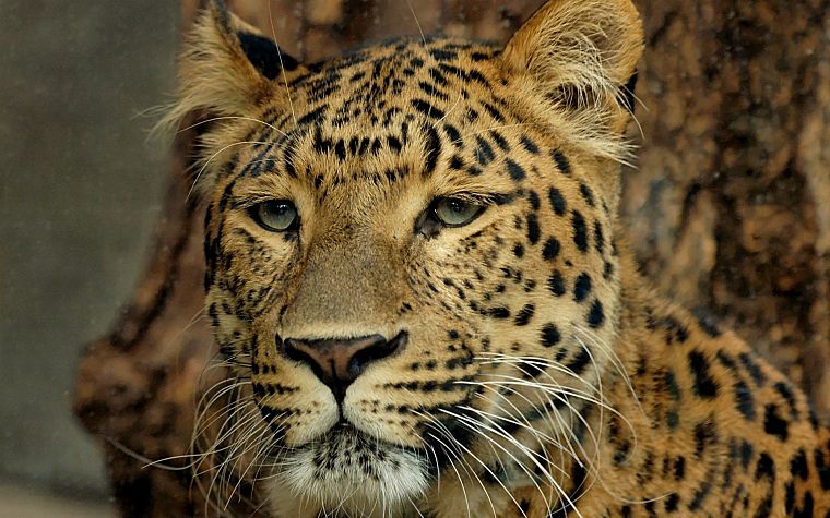 animals, wildlife, feline, leopards - desktop wallpaper