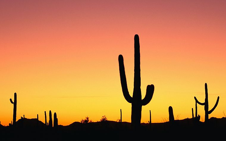 sunset, nature, deserts, silhouettes, cactus - desktop wallpaper