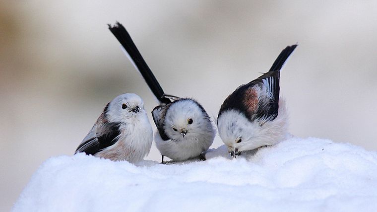snow, birds, Long-tailed Tit - desktop wallpaper