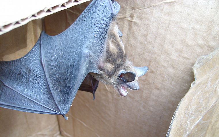 bats - desktop wallpaper