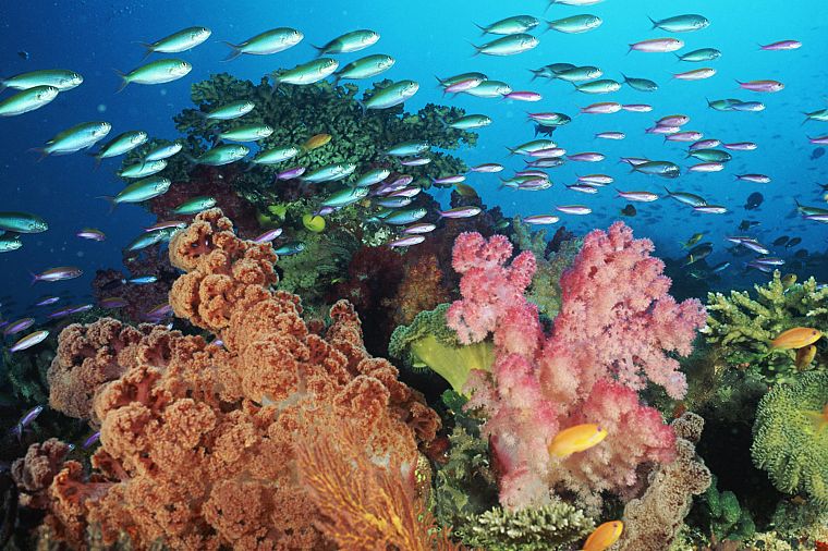 animals, fish, underwater, sealife - desktop wallpaper