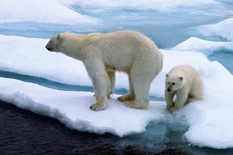 animals, polar bears - desktop wallpaper