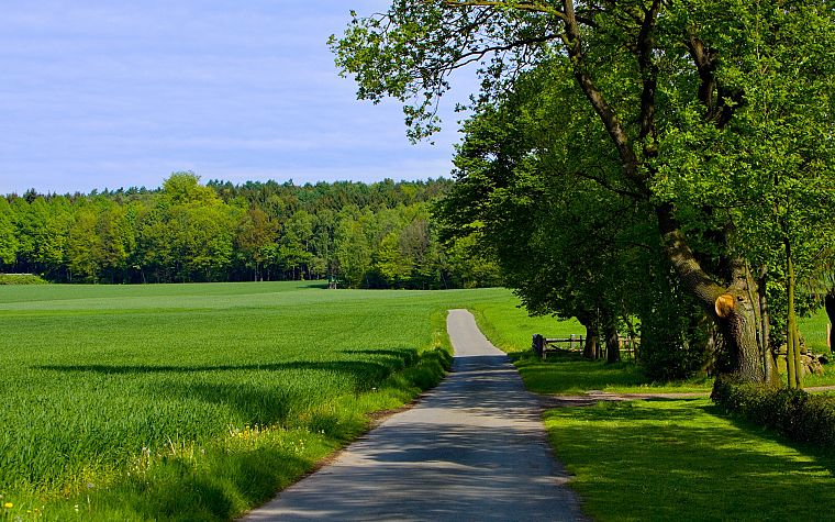 green, nature, trees, grass, paths, roads - desktop wallpaper
