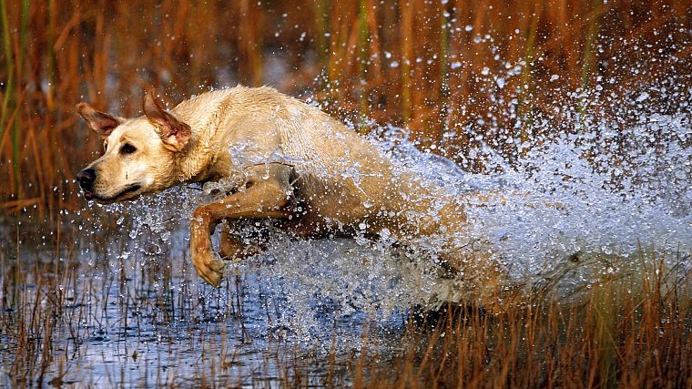 water, animals, dogs - desktop wallpaper