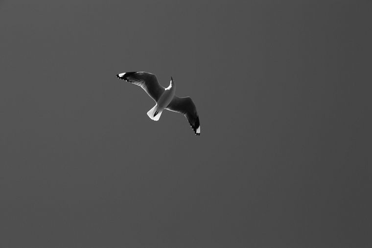 birds, seagulls, monochrome, skies - desktop wallpaper