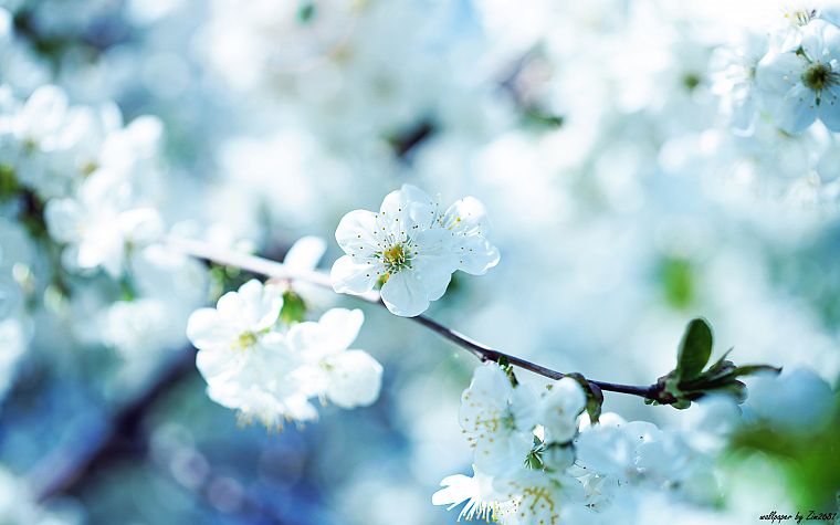 nature, spring, blossoms - desktop wallpaper