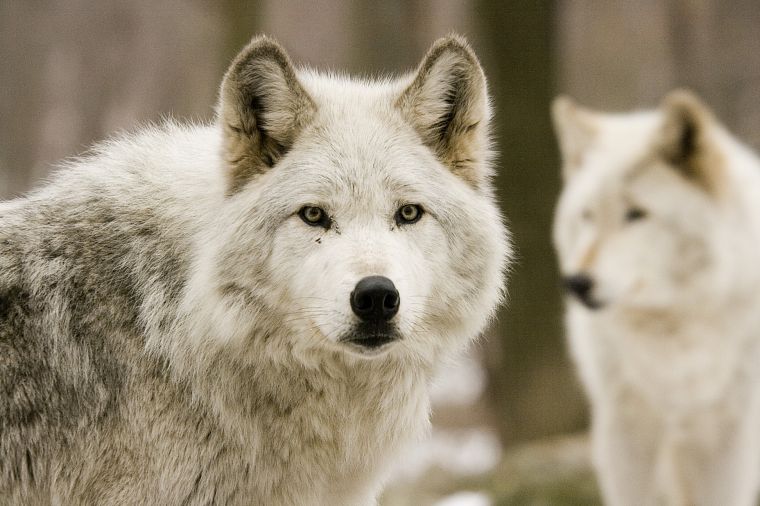 white, animals, wolves - desktop wallpaper