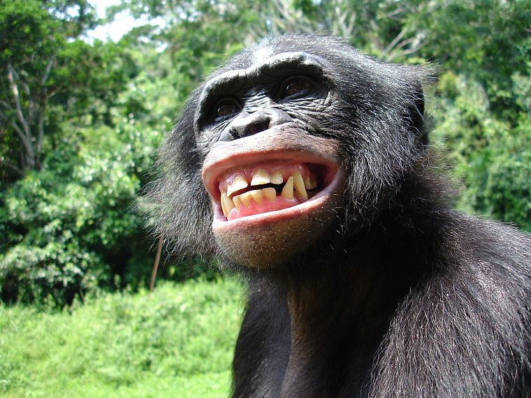 animals, monkeys, Bonobo - desktop wallpaper