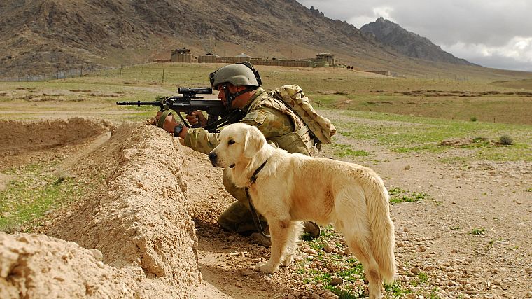 soldier, dogs, AUG - desktop wallpaper