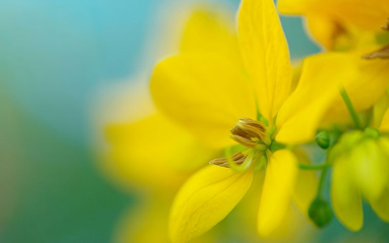 nature, flowers, yellow flowers - desktop wallpaper