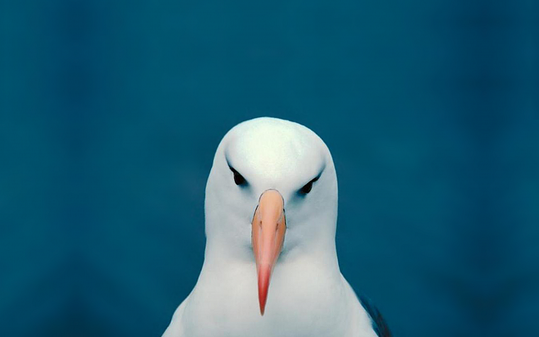 minimalistic, funny, head, seagulls - desktop wallpaper