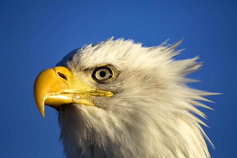 birds, animals, bald eagles - desktop wallpaper