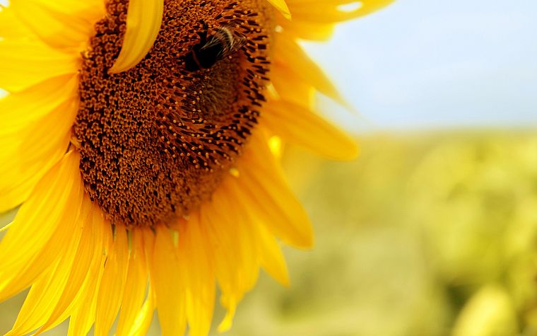 flowers, insects, bees, pollen, sunflowers, yellow flowers - desktop wallpaper