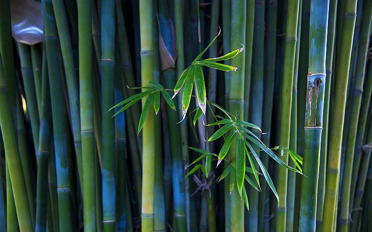 green, nature, trees, Mac, bamboo - desktop wallpaper