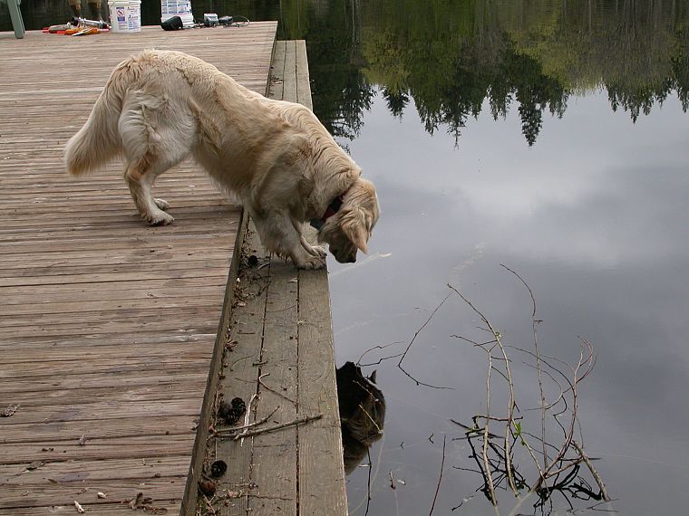 dogs, lakes - desktop wallpaper