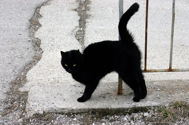 Black Cat, kittens - desktop wallpaper