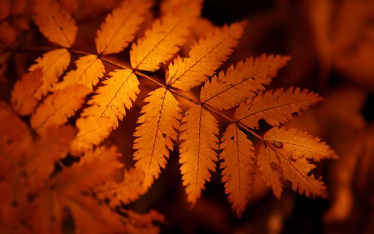 autumn, orange, leaves, macro - desktop wallpaper