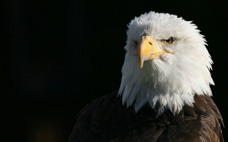 animals, eagles, bald eagles - desktop wallpaper