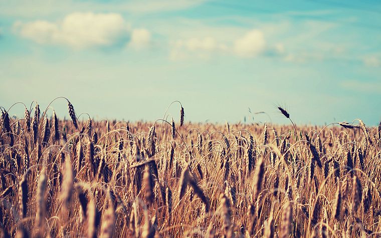 landscapes, fields, wheat - desktop wallpaper