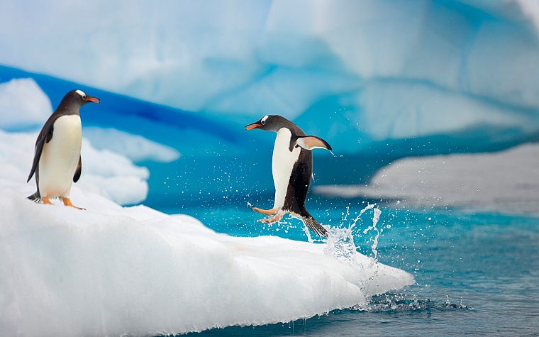 water, ice, snow, birds, jumping, penguins, splashes - desktop wallpaper