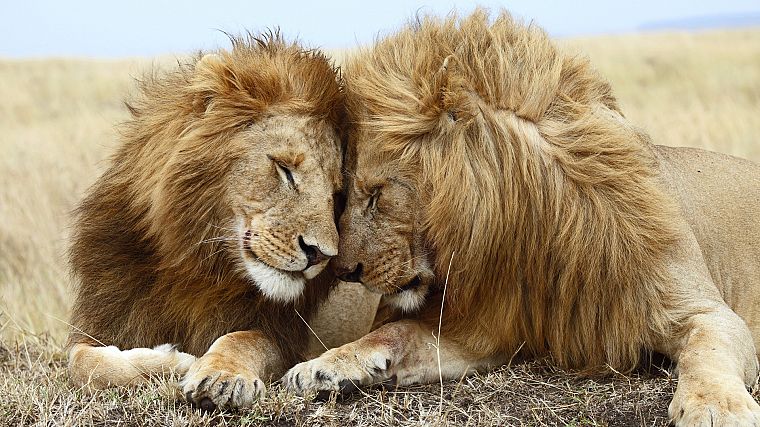 feline, lions - desktop wallpaper