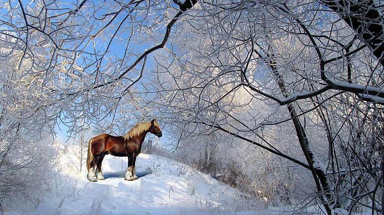 nature, snow, horses - desktop wallpaper