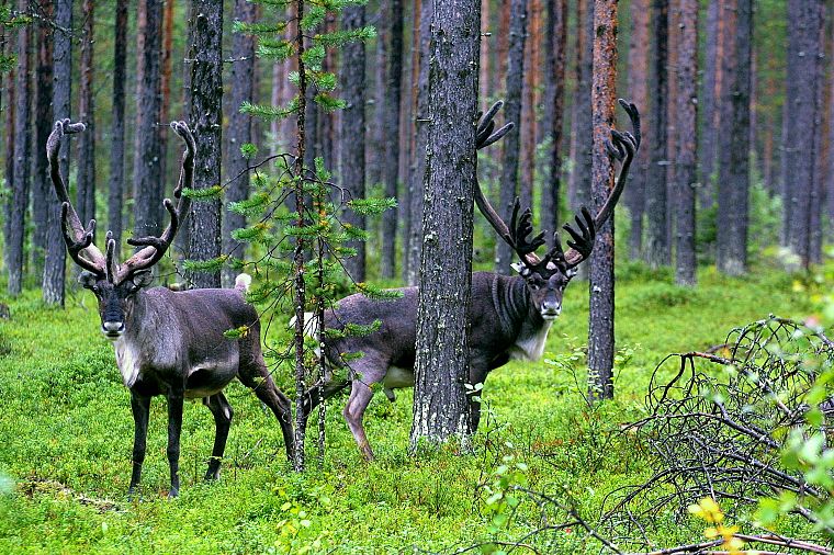 forests, caribou - desktop wallpaper