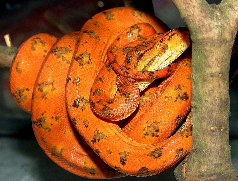 orange, snakes - desktop wallpaper