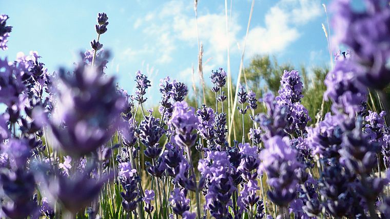 flowers, lavender, purple flowers - desktop wallpaper