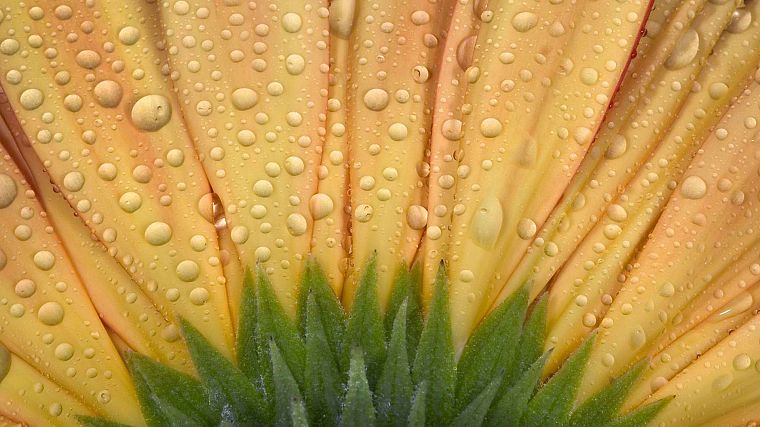 nature, flowers, water drops, macro - desktop wallpaper