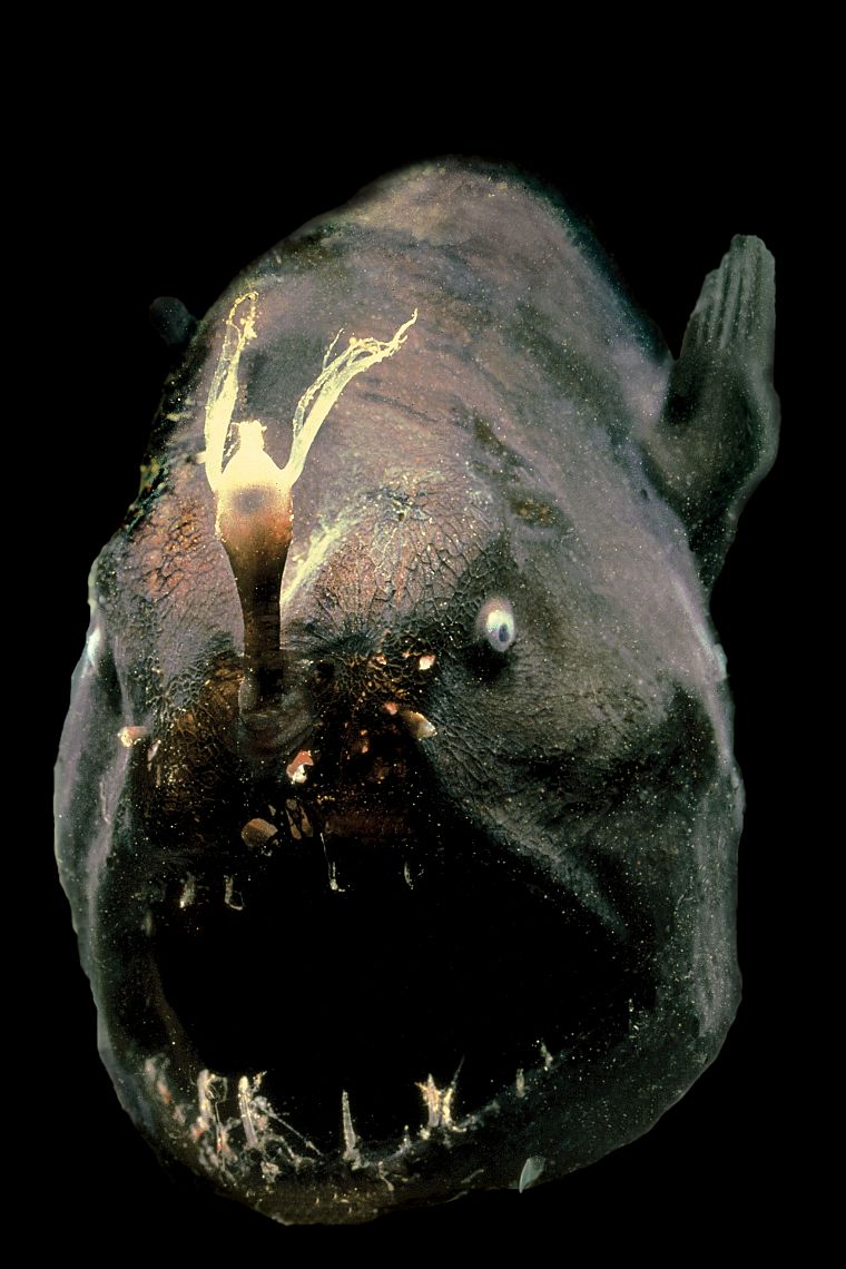 fish, anglerfish - desktop wallpaper