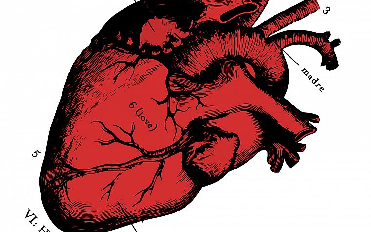 anatomy, hearts - desktop wallpaper