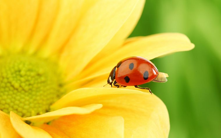 nature, flowers, insects, plants, flower petals, ladybirds - desktop wallpaper