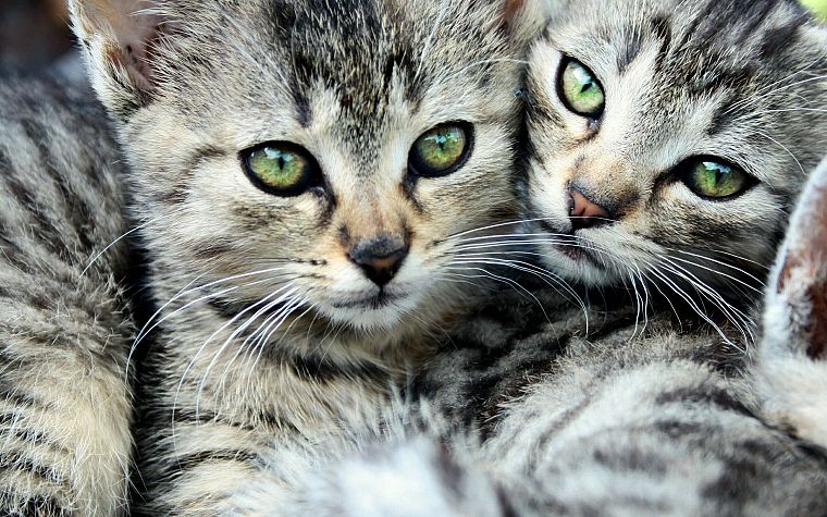 cats, animals, green eyes, kittens - desktop wallpaper