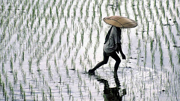 fields, rice, Indonesia, bali - desktop wallpaper