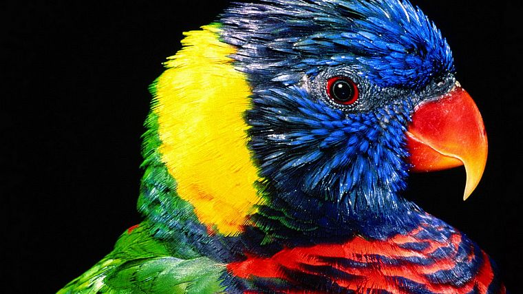birds, parrots, rainbow lorikeet - desktop wallpaper