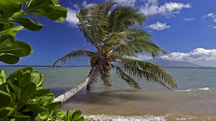 ocean, palm trees - desktop wallpaper