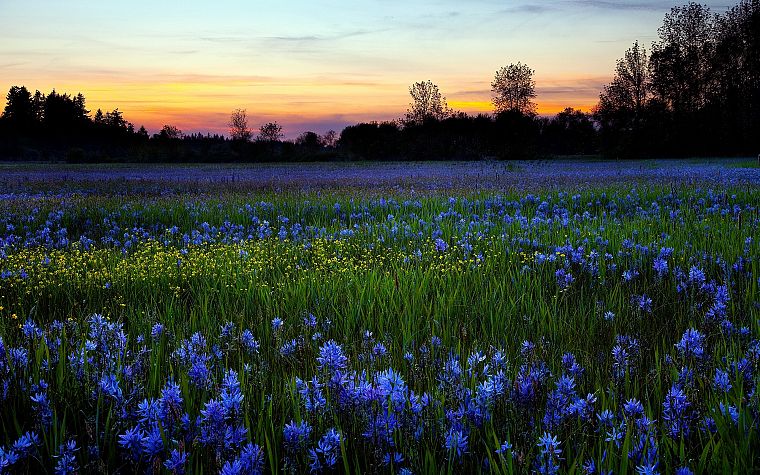 landscapes, flowers, blue flowers - desktop wallpaper