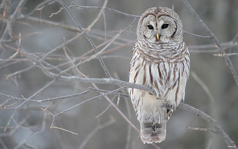 white, cold, owls - desktop wallpaper