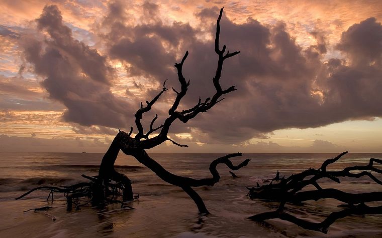 sunset, trees, driftwood, beaches - desktop wallpaper